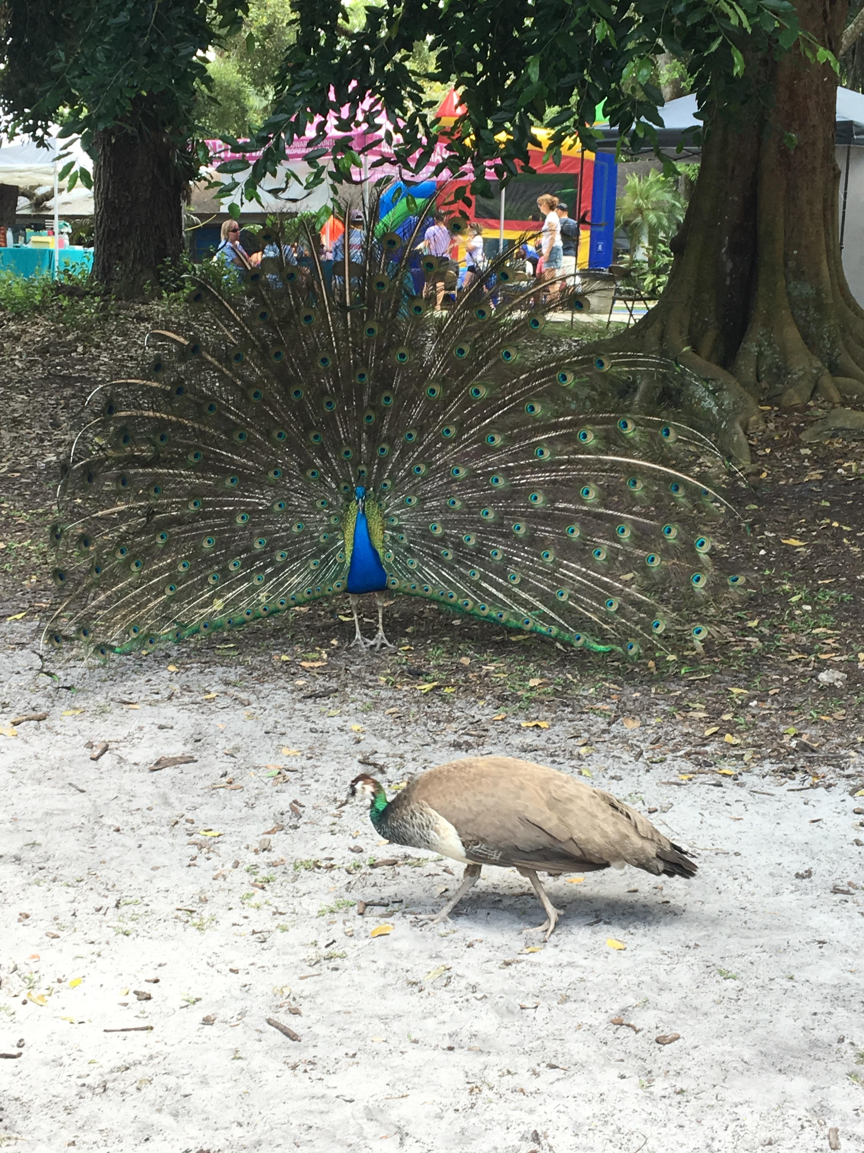 peacock and peahen